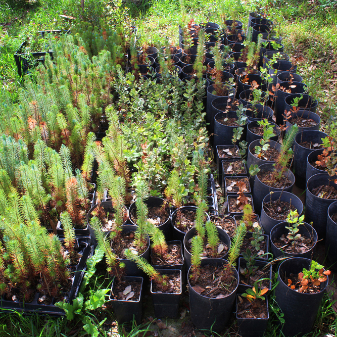 Native tree saplings, pine, oak and broadleaf, ready for planting in a forest nursery