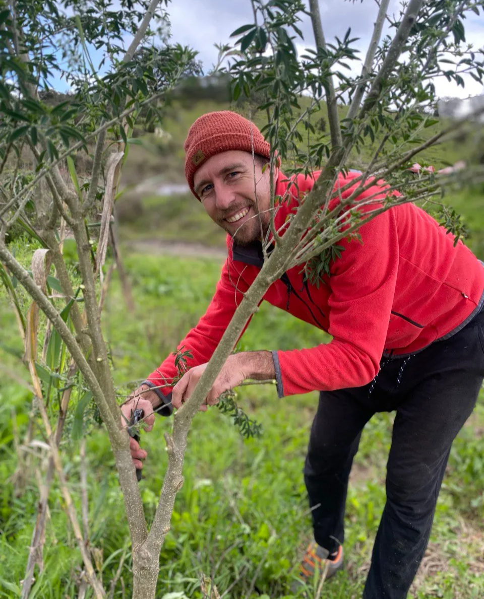 Tending the young trees, care in the field.