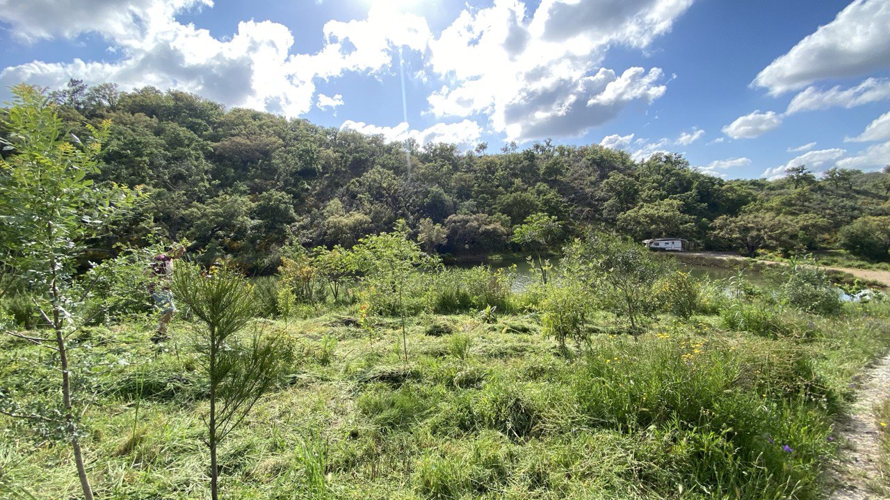 Young syntropic plantings rising in front of a regenerated forest edge under open sky.