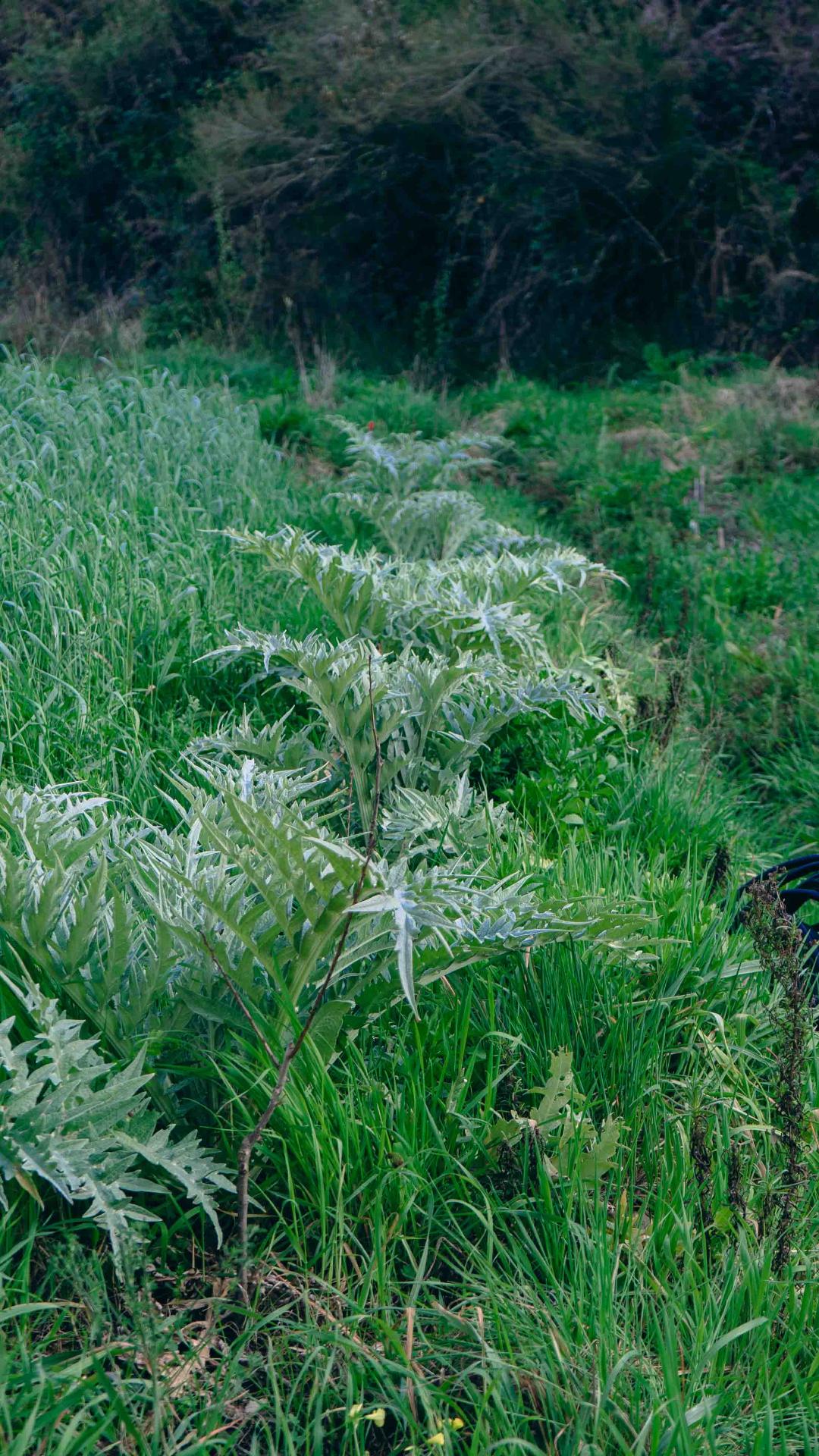 Row of young cardoon plants with silver foliage along a regenerating swale
