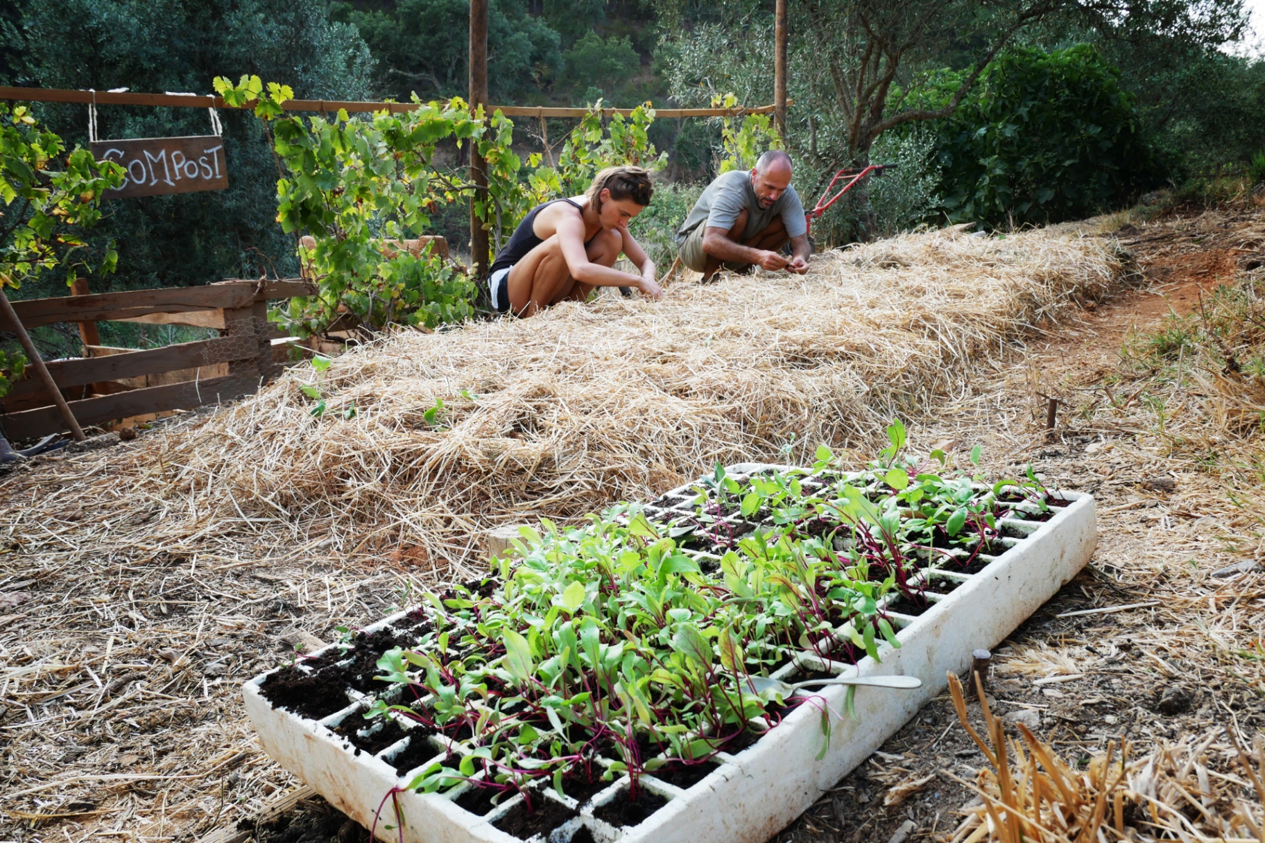 Mulched beds with seedlings beside a compost area and grape vines
