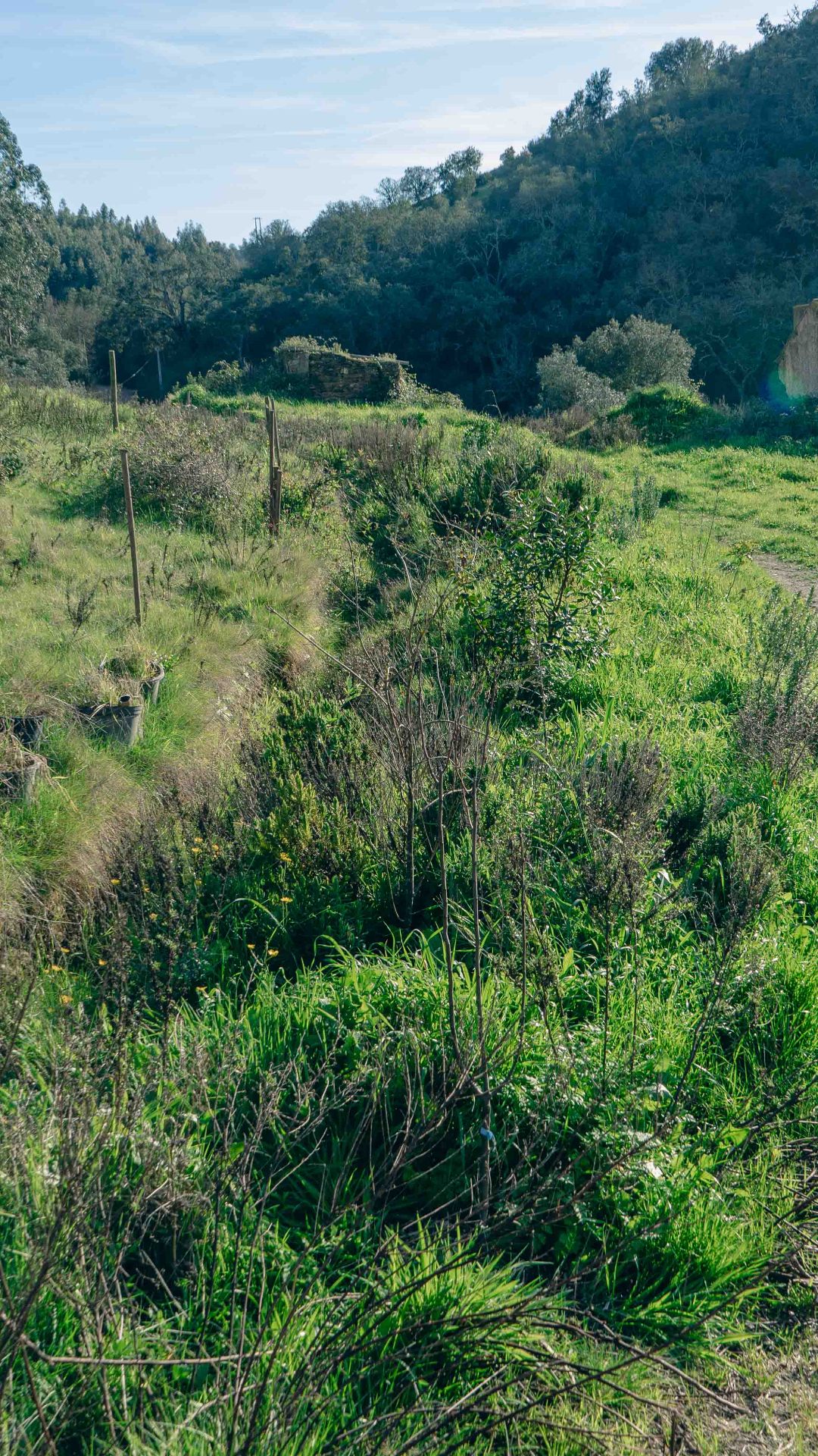 Hedgerow of native shrubs and trees regenerating between pasture and cork oak hills