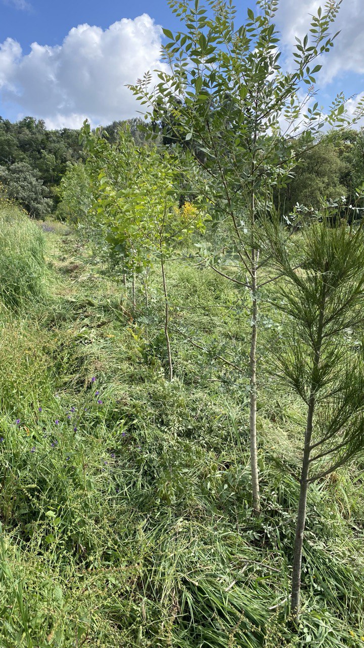 Syntropic agroforestry line with young pine and broadleaf saplings amongst tall grasses