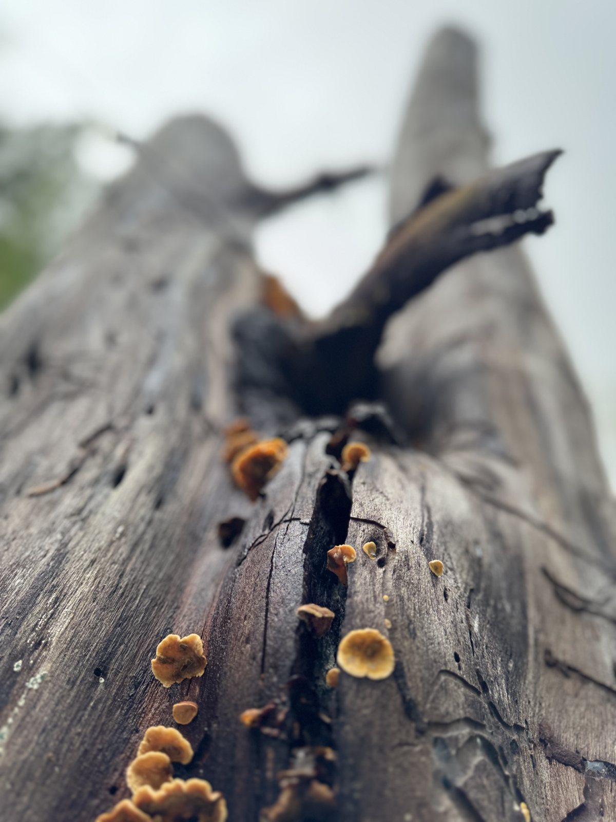 Fungi growing on old wood on the land at Mosaic