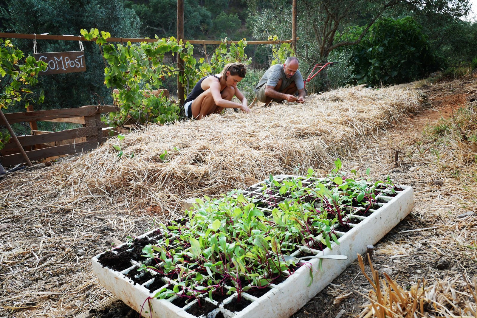 Trays of seedlings on the land, ready for planting